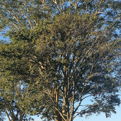 FredsonNascimento picture