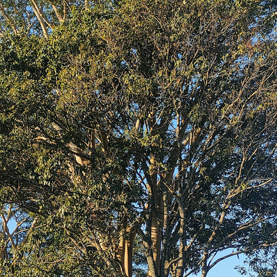 FredsonNascimento picture