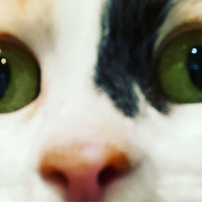 LetsEatVeggies picture