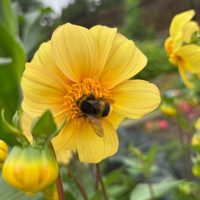 mcoyle161071 picture