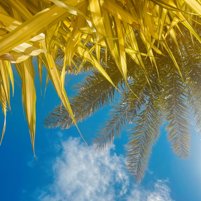 PetsudaNetsan picture