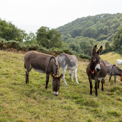 thedonkeysanctuary picture