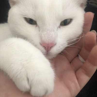 ossiagustina picture