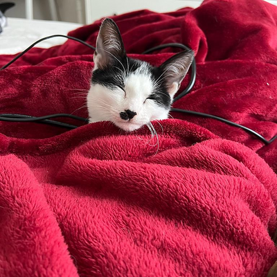 ossiagustina picture