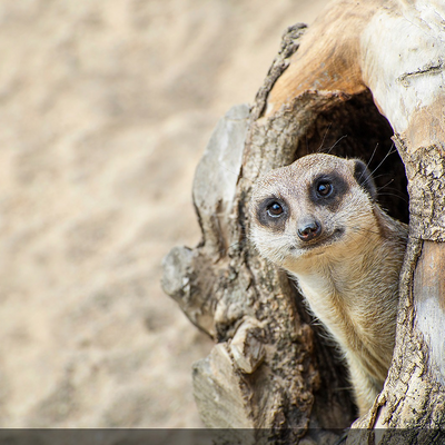 el_djamelito picture