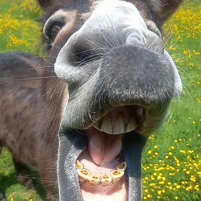 DannyVice-Holt picture