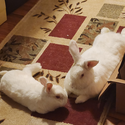 veggiehobbit picture