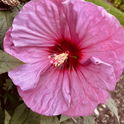 BumbleBeeBel picture