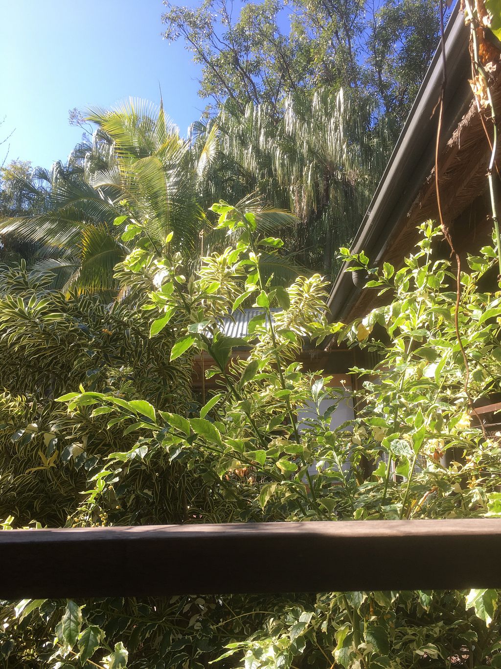 CLOSED Getaway Garden Cafe Agnes Water Queensland Restaurant HappyCow