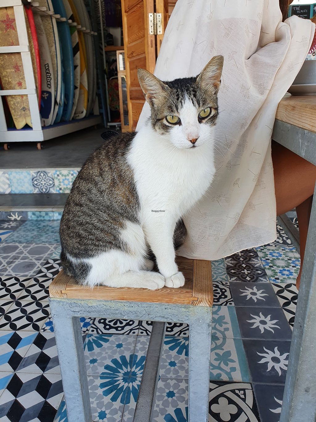 Teapot Cafe Taghazout Restaurant HappyCow