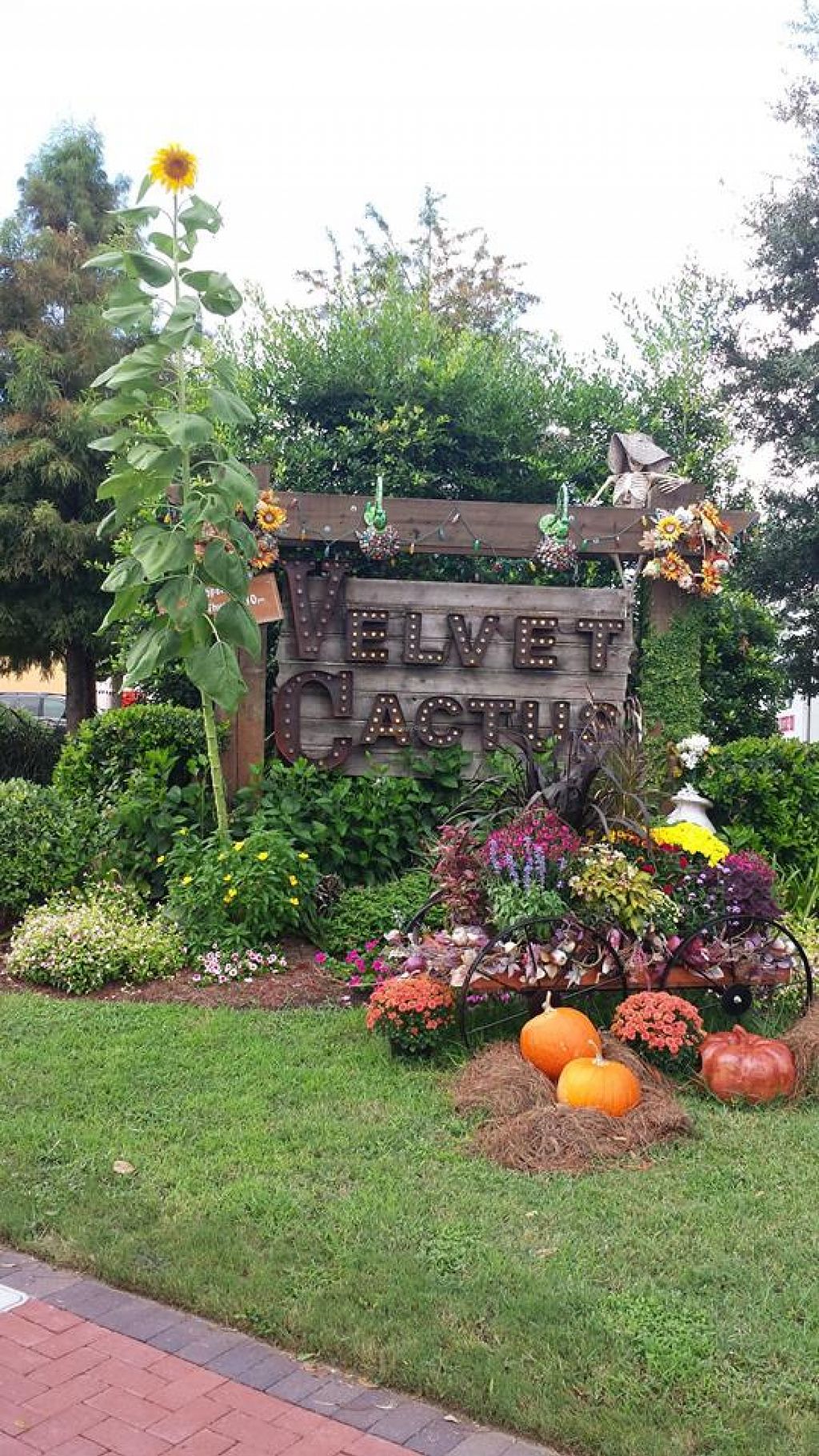 The Velvet Cactus New Orleans Louisiana Restaurant Happycow