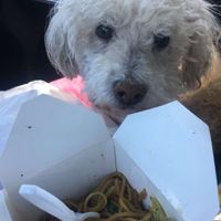 Chowmein  at Loving Hut in Upland