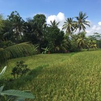 View from the pool: rice field at Ubud Sari Health Resort in Ubud