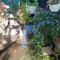 Pond beside al fresco dining area  at Greens in Quezon City
