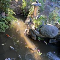 Relaxing pond and garden view at outdoor dining  at Greens in Quezon City