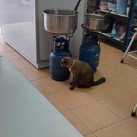 Store cat at Aroi Vegetarian food - Arawy in Bangkok