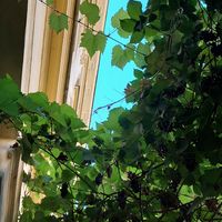  at Hollerei in Vienna