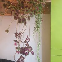 Real beautifull plants 🌱😊 at Greenway in Ghent