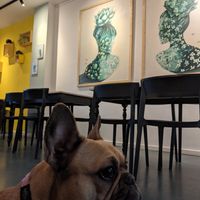 Dogs are allowed inside at Lekker GEC in Ghent