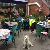 Courtyard and dog  at Nutters in Hereford