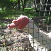 Robèrt 😍 at La Maison du Vert in Ticheville