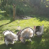 Turkey butts at La Maison du Vert in Ticheville