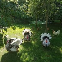 Cute at La Maison du Vert in Ticheville