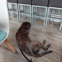 Hunde sind erlaubt 💚 / willkommen! 👍 at Lord in Dortmund