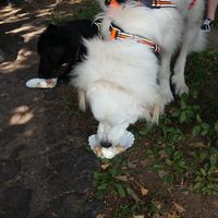 Dog bone sundaes! at Dairy Kastle in Louisville