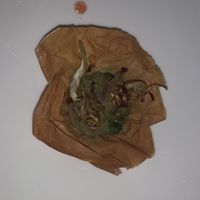 Vegan starter at Il Margutta in Rome