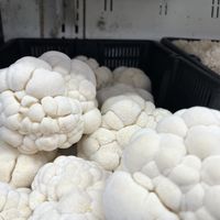   at Berkeley Bowl - West in Berkeley