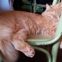 Sleeping cat at Bolhoed in Amsterdam