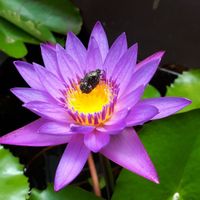 Lily pad flowers out front at Accha in Chiang Mai