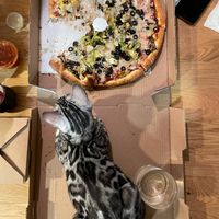 Raiden couldn’t resist.   at CyBelle's Front Room in San Francisco