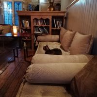Resident cat at Golden Temple in Amsterdam