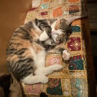 😍  at Golden Temple in Amsterdam