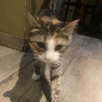   at Golden Temple in Amsterdam