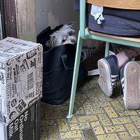 Dog friendly !  at Union Kiosk in Melbourne