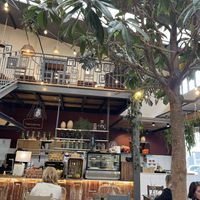 A tree inside the venue 🌳🤩   at Terrarea in Matosinhos