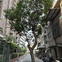   at Dileep's Indian Healthy Vegetarian in Kaohsiung