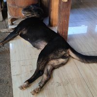 Young friendly dog :) at Bom Bowls in Pai