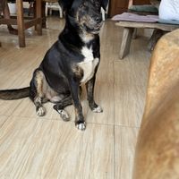 Resident dog  at Bom Bowls in Pai