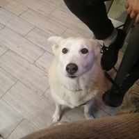 Happy Dog at Bao's in Porto