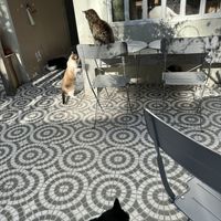   at O Porto dos Gatos in Porto