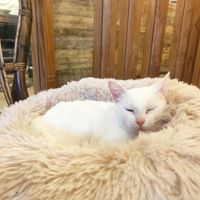  at O Porto dos Gatos in Porto