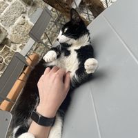 Cat  at O Porto dos Gatos in Porto