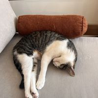   at O Porto dos Gatos in Porto