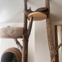   at O Porto dos Gatos in Porto