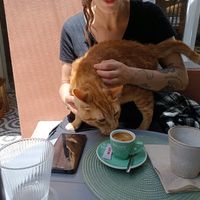  at O Porto dos Gatos in Porto