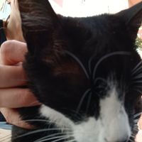  at O Porto dos Gatos in Porto